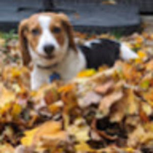 Meet your Posher, Paige